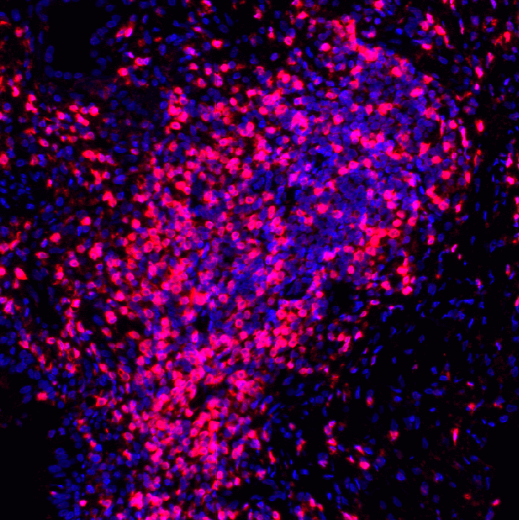 类细胞流式分析-A
